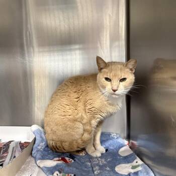 TANGIE -  Domestic Short Hair Cat for Adoption in San Antonio, Texas - TANGIE | PetCurious