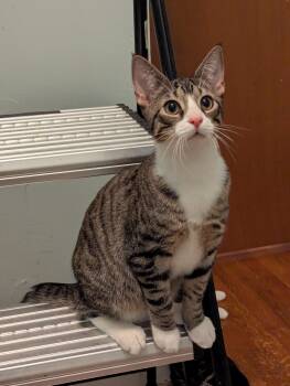 Rescue Tabby Cats for Adoption in Syracuse, New York - Alex | PetCurious