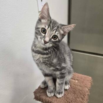 Cannoli -  Domestic Short Hair Cat for Adoption in Williston, Florida - Cannoli | PetCurious