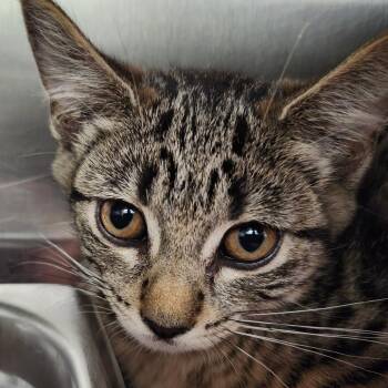 Peony -  Domestic Short Hair Cat for Adoption in Ballston Spa, New York - Peony | PetCurious