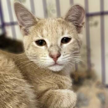 Rescue Domestic Short Hair Cats for Adoption in Springfield, Illinois - Mojo | PetCurious