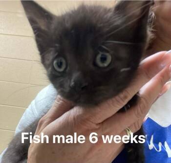 Domestic Short Hair Cats Available for Adoption in Fort Payne, Alabama - Fish | PetCurious