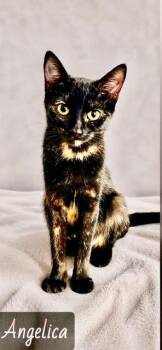 Angelica -  Domestic Short Hair Cat for Adoption in Englewood, Florida - Angelica | PetCurious