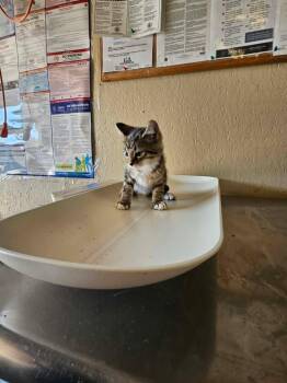 Rose -  Domestic Short Hair Cat for Adoption in Shelbyville, Tennessee - Rose | PetCurious