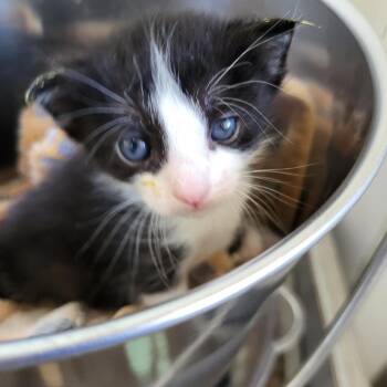 Dargo -  Domestic Short Hair Cat for Adoption in Kanab, Utah - Dargo | PetCurious