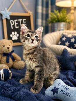 Pete -  Domestic Medium Hair Cat for Adoption in Tavares, Florida - Pete | PetCurious