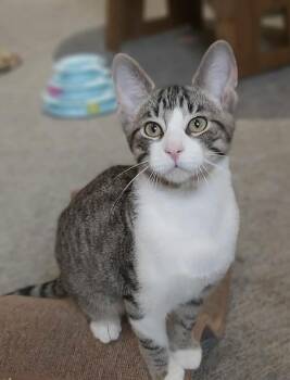 Rescue Domestic Short Hair Cats for Adoption in Delhi, Ontario - WHITBY | PetCurious