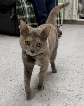 Domestic Short Hair Cats Available for Adoption in Leitchfield, Kentucky - Bells | PetCurious