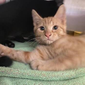 Cheeto -  Domestic Short Hair Cat for Adoption in Dayton, Ohio - Cheeto | PetCurious