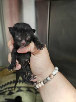 Rescue Domestic Short Hair Cats for Adoption in Republic, Missouri - Sin | PetCurious