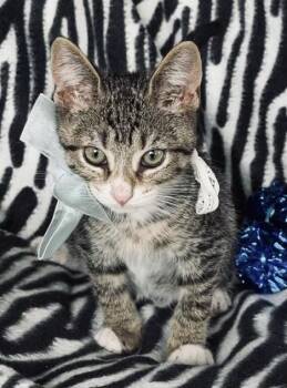 Baxter -  Tiger Cat for Adoption in Island Park, New York - Baxter | PetCurious