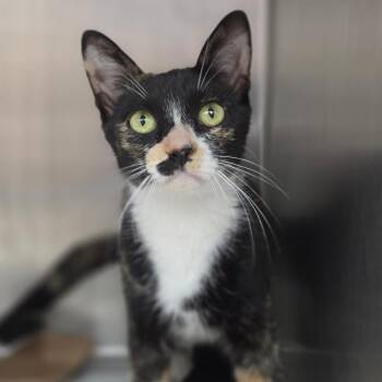 Ivy -  Domestic Short Hair Cat for Adoption in Sarasota, Florida - Ivy | PetCurious