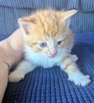 Bounce -  Domestic Short Hair Cat for Adoption in Arthur, Ontario - Bounce | PetCurious