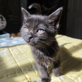 Kiki -  Domestic Short Hair Cat for Adoption in Rossville, Georgia - Kiki | PetCurious