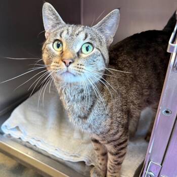 Hawkeye -  Domestic Short Hair Cat for Adoption in Council Bluffs, Iowa - Hawkeye | PetCurious