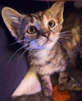 Lentil 750-26 -  Domestic Short Hair Cat for Adoption in Cumming, Georgia - Lentil 750-26 | PetCurious