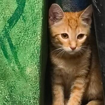 Leo -  Domestic Short Hair Cat Available for Adoption in Laredo, Texas - Leo | PetCurious