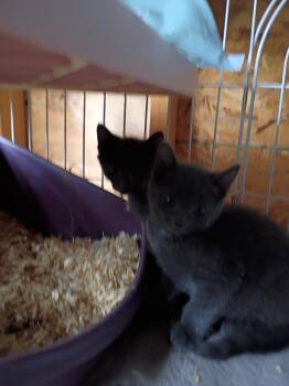Gunnar -  Domestic Short Hair Cat for Adoption in Liberty, New York - Gunnar | PetCurious
