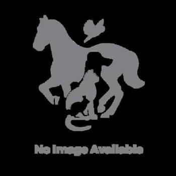 Domestic Short Hair Cats Available for Adoption in Des Moines, Iowa - Steven | PetCurious