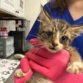 Iron Mountain -  Domestic Short Hair Cat for Adoption in Greenville, South Carolina - Iron Mountain | PetCurious