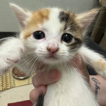 Swimming Lessons -  Domestic Short Hair Cat for Adoption in Pekin, Illinois - Swimming Lessons | PetCurious