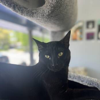 Domestic Short Hair Cats Available for Adoption in Blaine, Minnesota - Bagheera | PetCurious