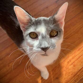 Rescue Domestic Short Hair Cats for Adoption in Buffalo, New York - Jenna, Jackie, & Joey | PetCurious