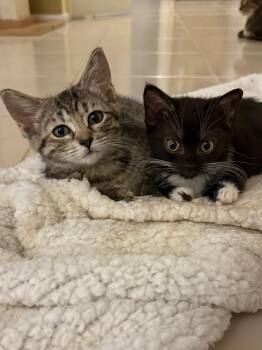Domestic Short Hair Cats Available for Adoption - Luciana & Sylvia - Bonded Besties | PetCurious