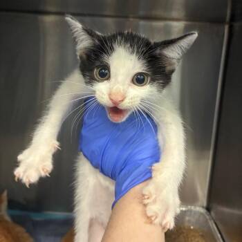 Crescent -  Domestic Short Hair Cat for Adoption in Greensboro, North Carolina - Crescent | PetCurious