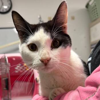 Domestic Short Hair Cats Available for Adoption in Trenton, New Jersey - Arthur | PetCurious