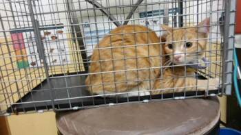 YAM -  Domestic Short Hair Cat for Adoption in Tulsa, Oklahoma - YAM | PetCurious
