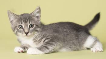 Dudette -  Domestic Short Hair Cat for Adoption in Chicago, Illinois - Dudette | PetCurious