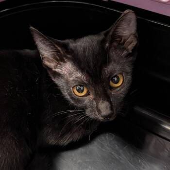 Shirley -  Domestic Short Hair Cat for Adoption in Clearwater, Florida - Shirley | PetCurious