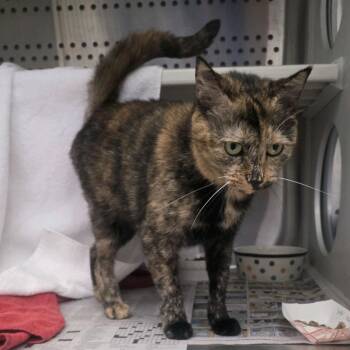 Athena -  Domestic Short Hair Cat for Adoption in Pittsburgh, Pennsylvania - Athena | PetCurious