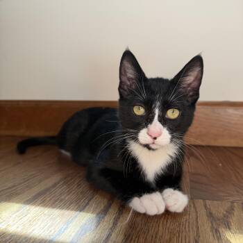 Brave -  Tuxedo Cat for Adoption in Wilmington, North Carolina - Brave | PetCurious