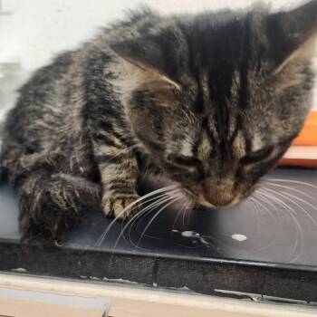 Domestic Medium Hair Cats Available for Adoption in Evensville, Tennessee - Tristan | PetCurious