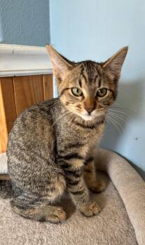 Teddra -  Tabby Cat for Adoption in Raymond, Washington - Teddra | PetCurious