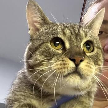 George -  Domestic Short Hair Cat for Adoption in Oyster Bay, New York - George | PetCurious