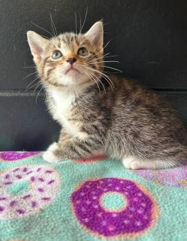 Domestic Short Hair Cats Available for Adoption in Effingham, Illinois - Paradise | PetCurious