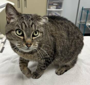 Domestic Short Hair Cats Available for Adoption - Handsome Bobo | PetCurious
