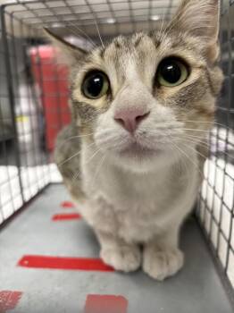 CHIWI -  Domestic Short Hair Cat for Adoption in Las Vegas, Nevada - CHIWI | PetCurious