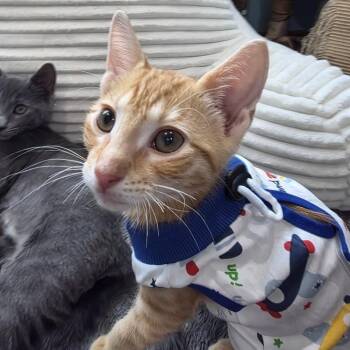 Durango (Rango) -  Domestic Short Hair Cat for Adoption in Chicago, Illinois - Durango (Rango) | PetCurious