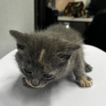 Opal -  Domestic Short Hair Cat for Adoption in Tampa, Florida - Opal | PetCurious