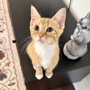 Orange Flambé -  Domestic Short Hair Cat for Adoption in Richmond, Virginia - Orange Flambé | PetCurious