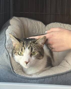 Domestic Short Hair Cats Available for Adoption in Telford, Pennsylvania - Izzy | PetCurious