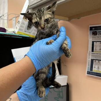 Lola 6423 -  Domestic Short Hair Cat for Adoption in Hamilton, Georgia - Lola 6423 | PetCurious