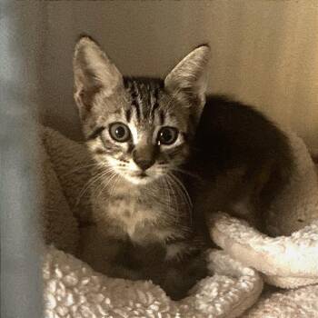 Mantis -  American Shorthair Cat for Adoption in Wheeling, Illinois - Mantis | PetCurious