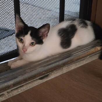 Fusilli -  Domestic Short Hair Cat for Adoption in Lakewood, California - Fusilli | PetCurious