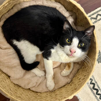 Rescue Domestic Short Hair Cats for Adoption in New York, New York - Opus (Opie) | PetCurious