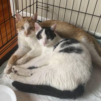 Rescue Domestic Short Hair Cats for Adoption in Buffalo, New York - Cole & Moo | PetCurious